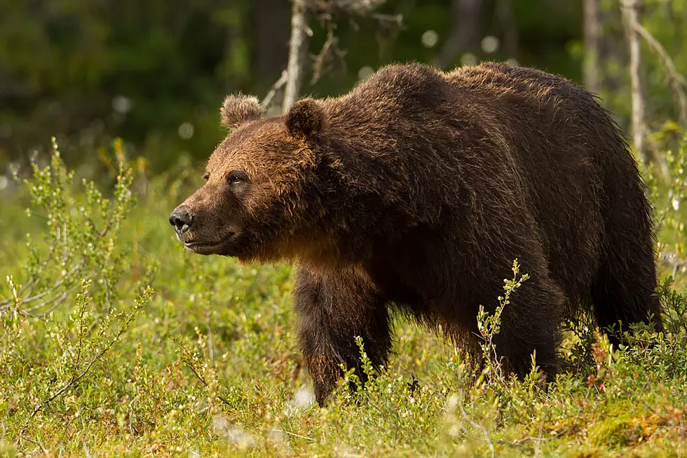 Cops Help Free Flustered Bear Locked in a Subaru